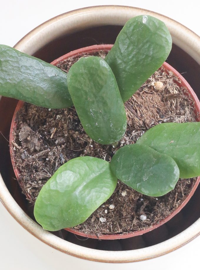 hoya rotundiflora