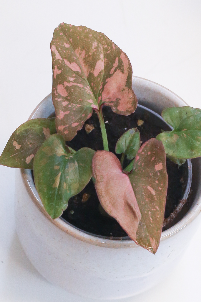Syngonium Pink Splash (mini) - Bladgoud