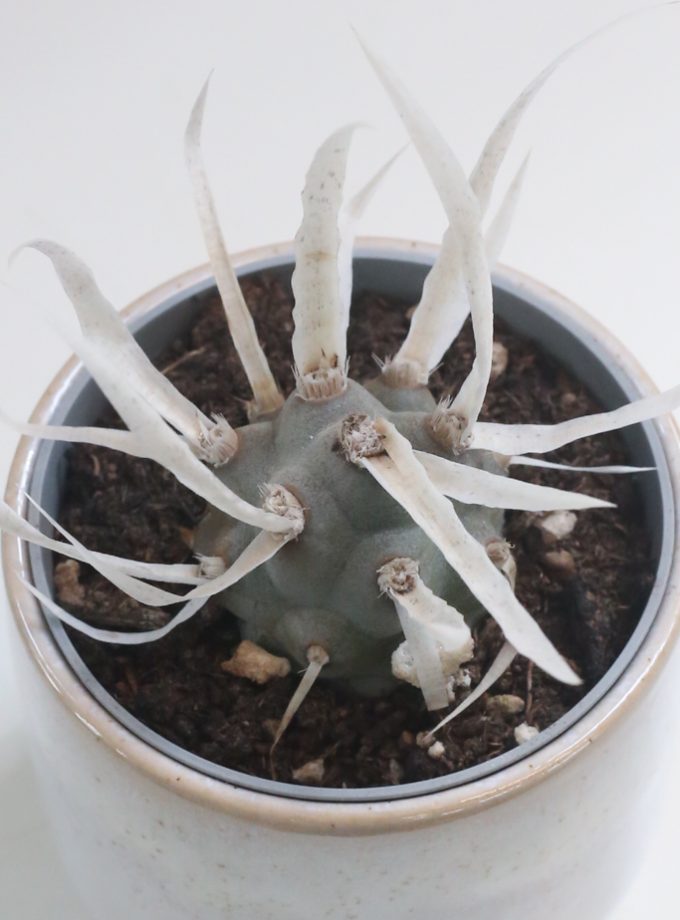 Tephrocactus Articulatus Papyracanthus