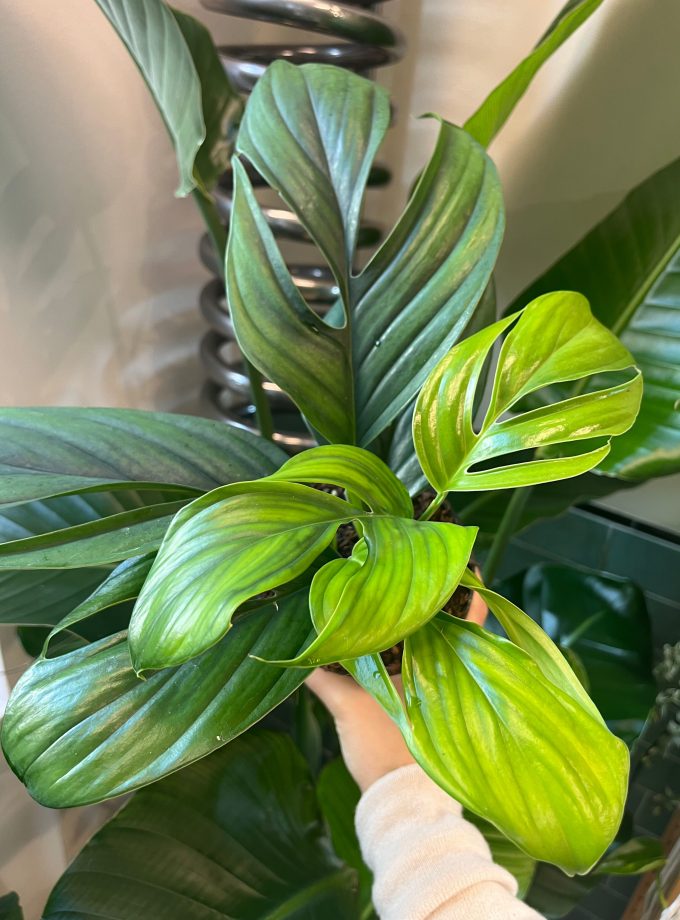 Monstera Dark Pinnatipartita