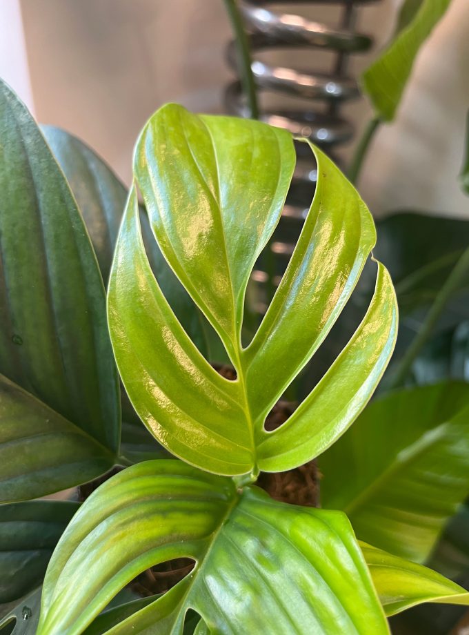 Monstera Dark Pinnatipartita
