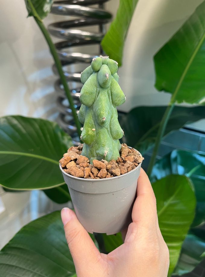 Myrtillocactus Geometrizans Fukurokuryuzinboku