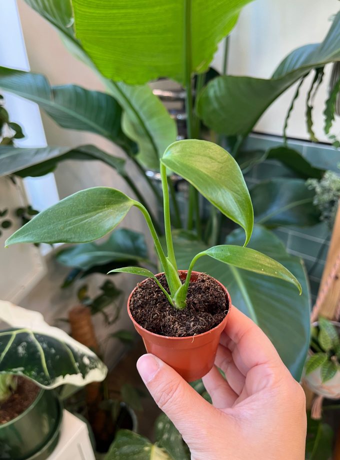 Monstera Burle Marx Flame