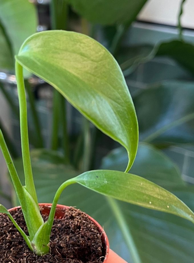 Monstera Burle Marx Flame