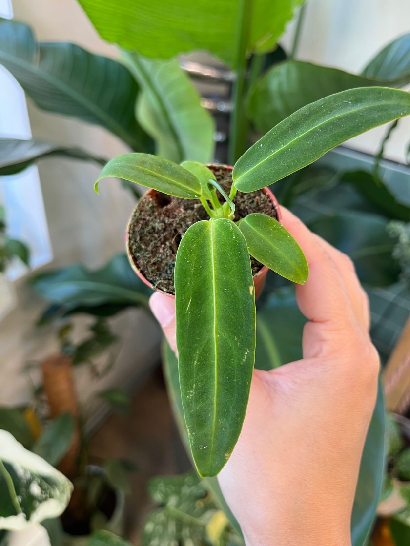 Anthurium Warocqueanum