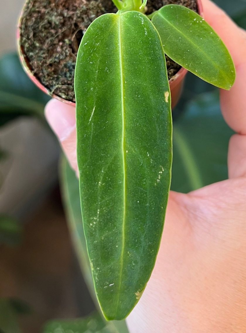 Anthurium Warocqueanum
