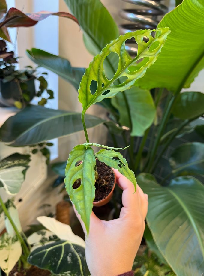 Monstera Obliqua