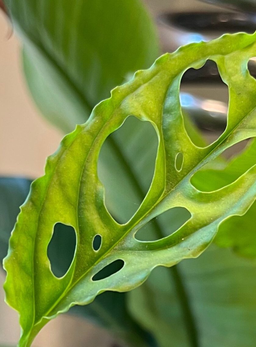 Monstera Obliqua - Afbeelding 2
