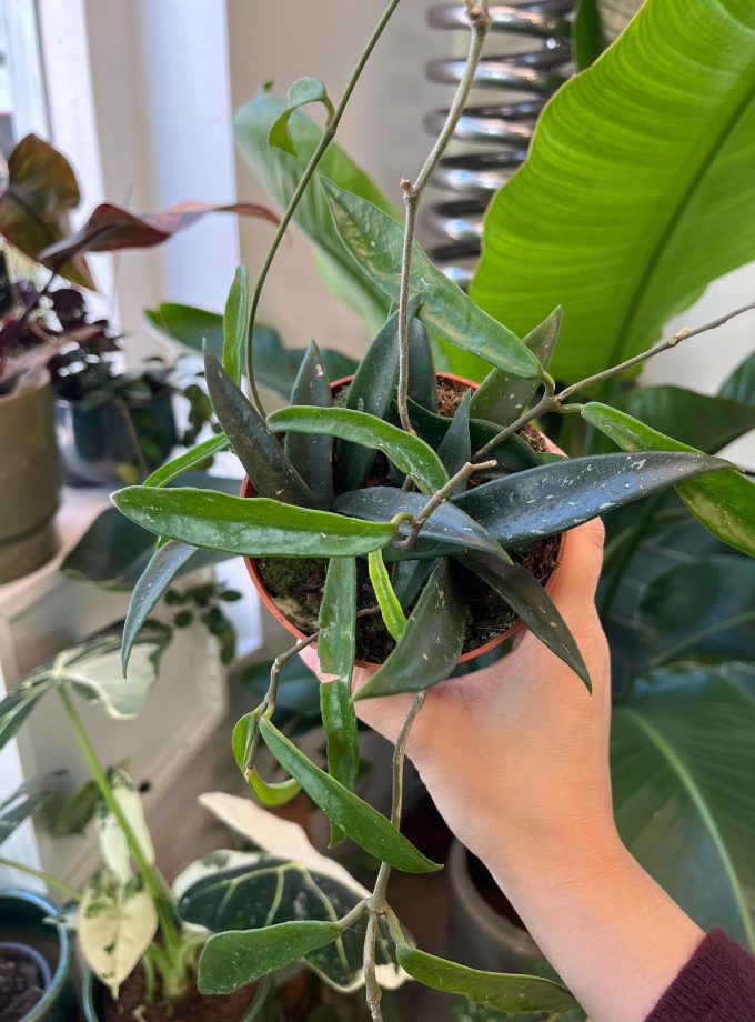 Hoya Minibelle