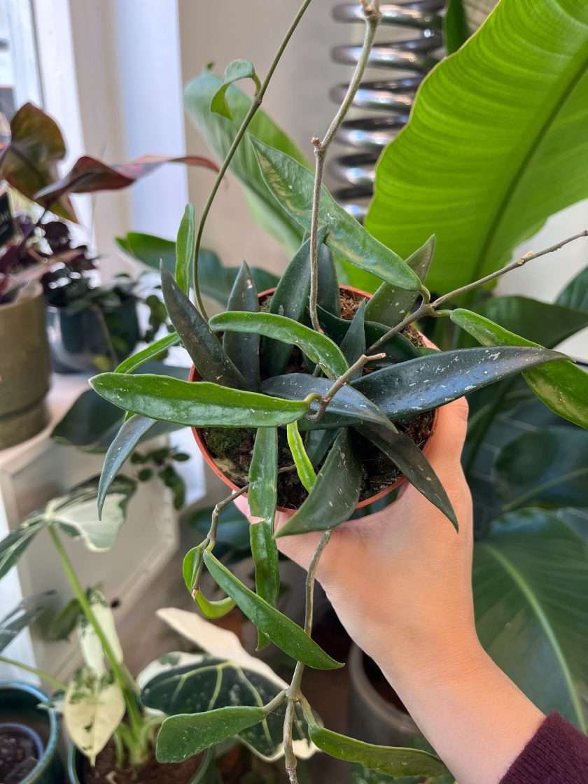 Hoya Minibelle