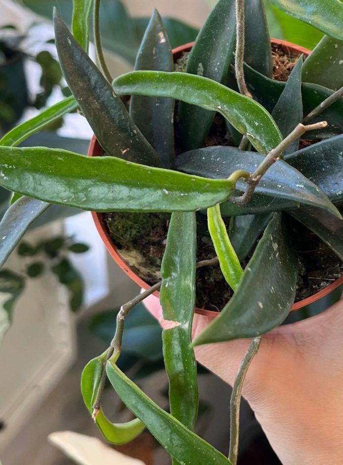 Hoya Minibelle