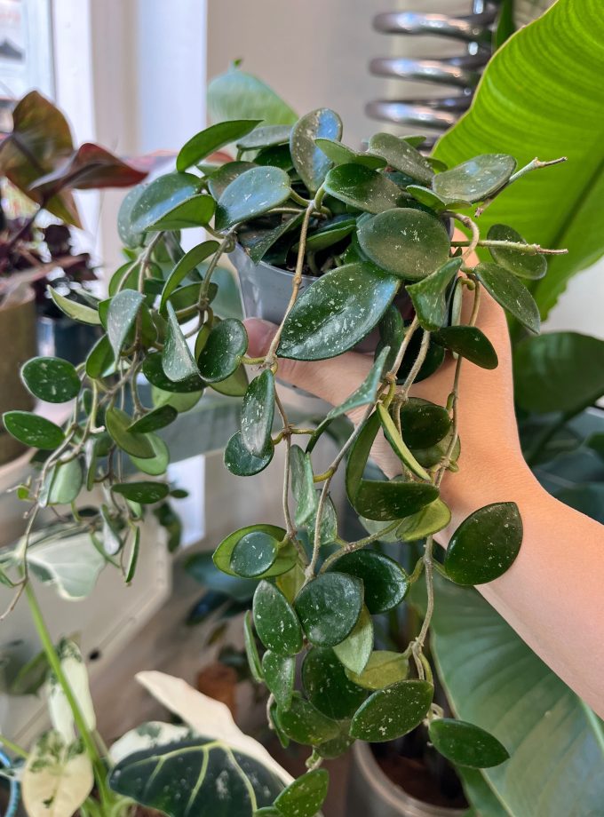 Hoya Mathilde