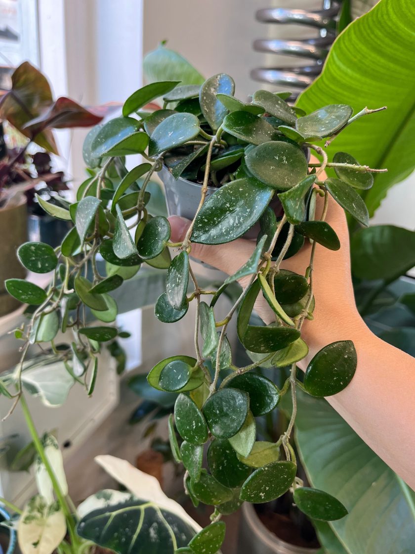 Hoya Mathilde