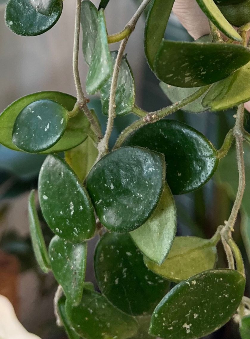 Hoya Mathilde