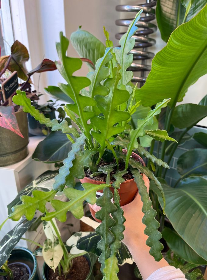 Epiphyllum Anguliger Zaagcactus