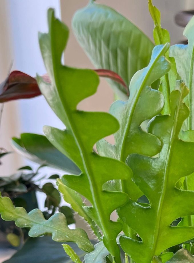 Epiphyllum Anguliger Zaagcactus