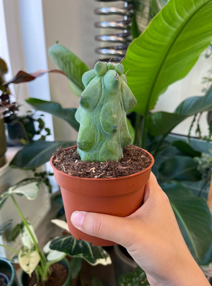 Myrtillocactus Geometrizans Fukurokuryuzinboku