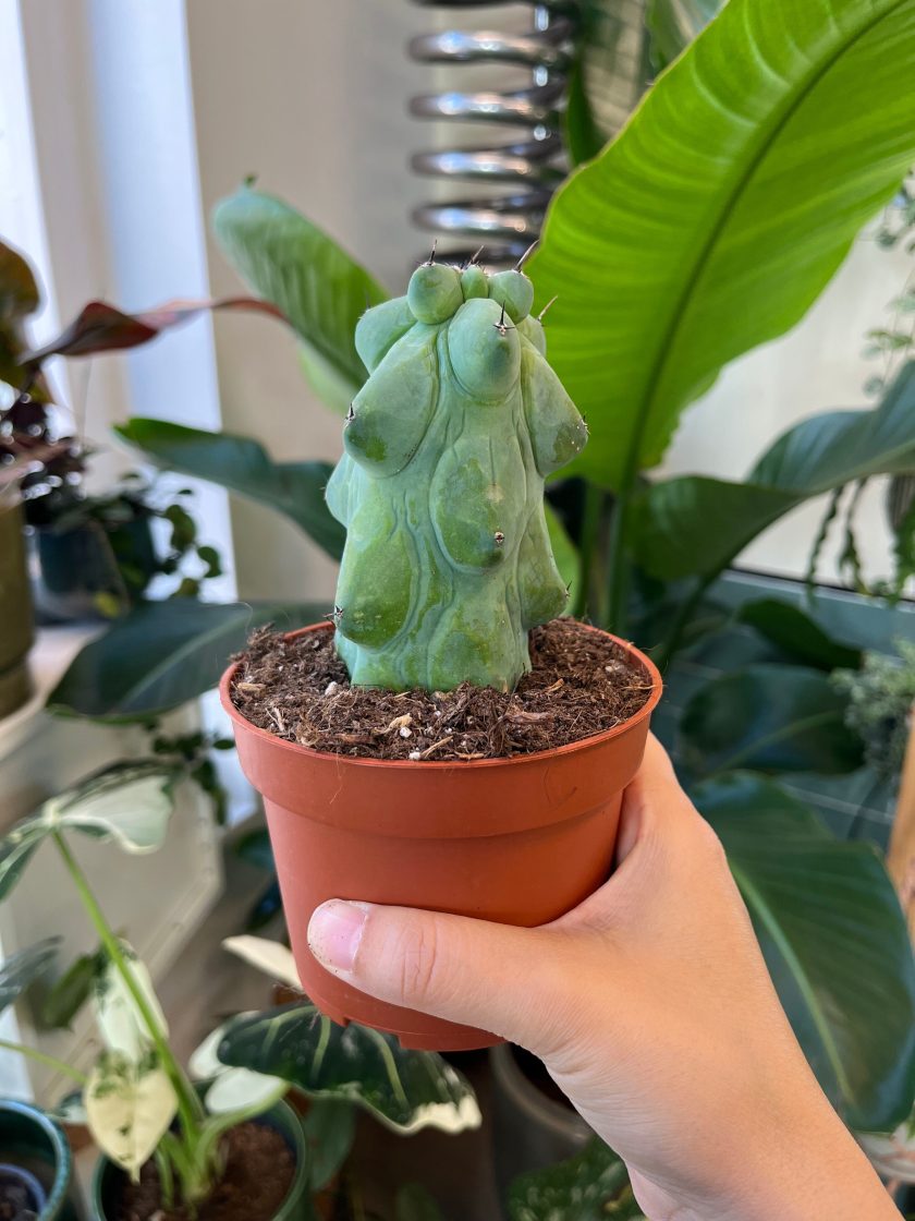 Myrtillocactus Geometrizans Fukurokuryuzinboku