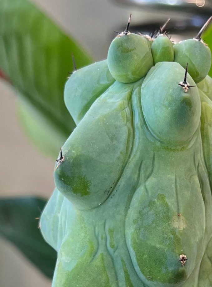 Myrtillocactus Geometrizans Fukurokuryuzinboku