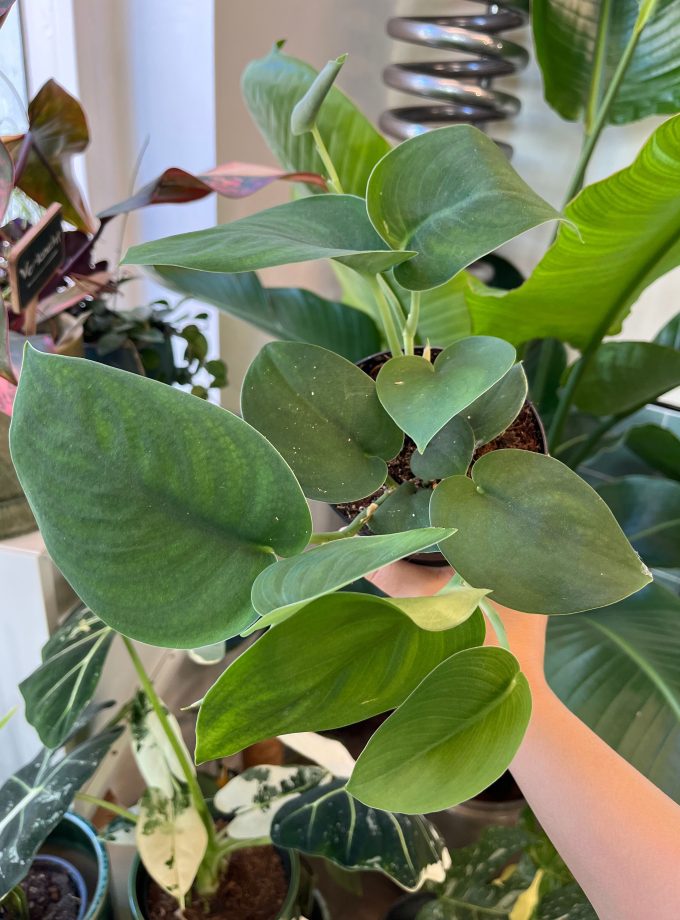 Scindapsus Jade Satin