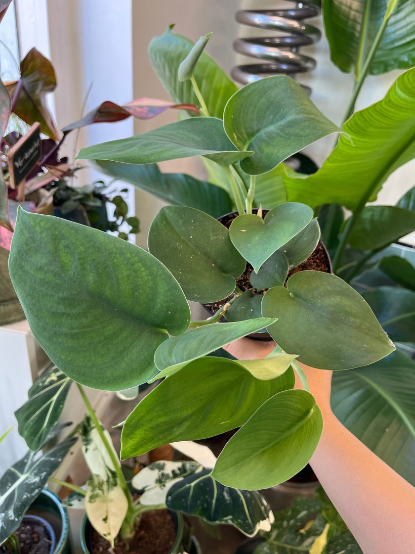 Scindapsus Jade Satin