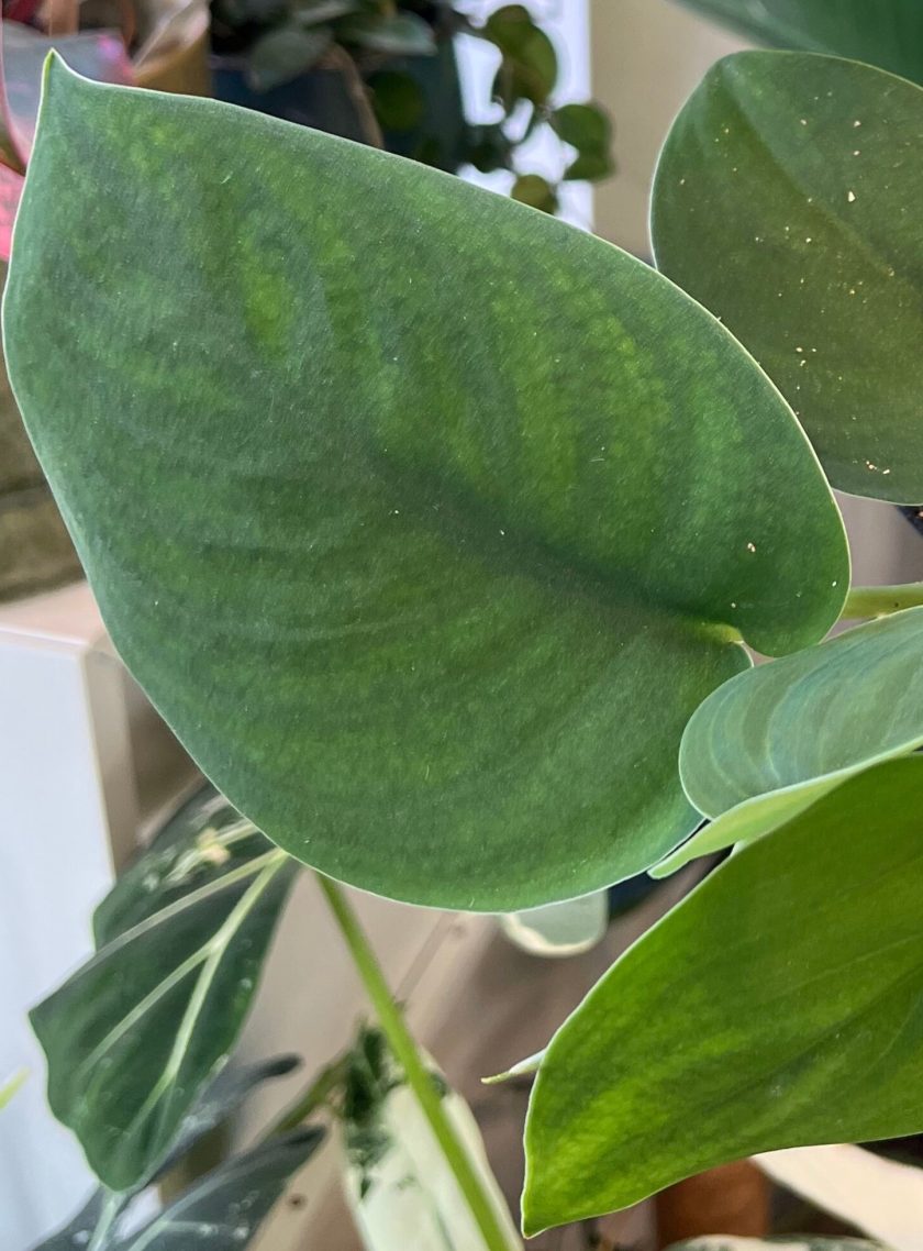 Scindapsus Jade Satin