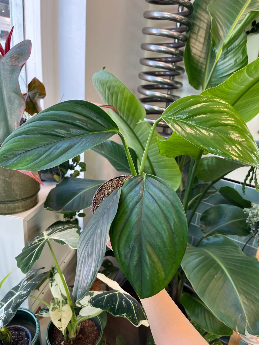 Monstera Dark Pinnatipartita