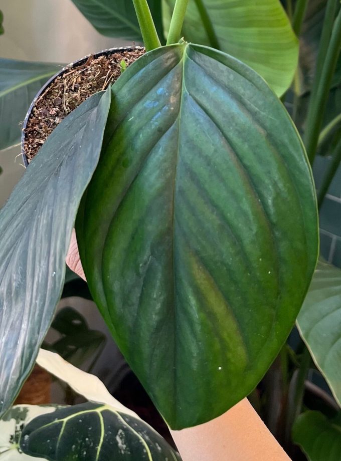 Monstera Dark Pinnatipartita
