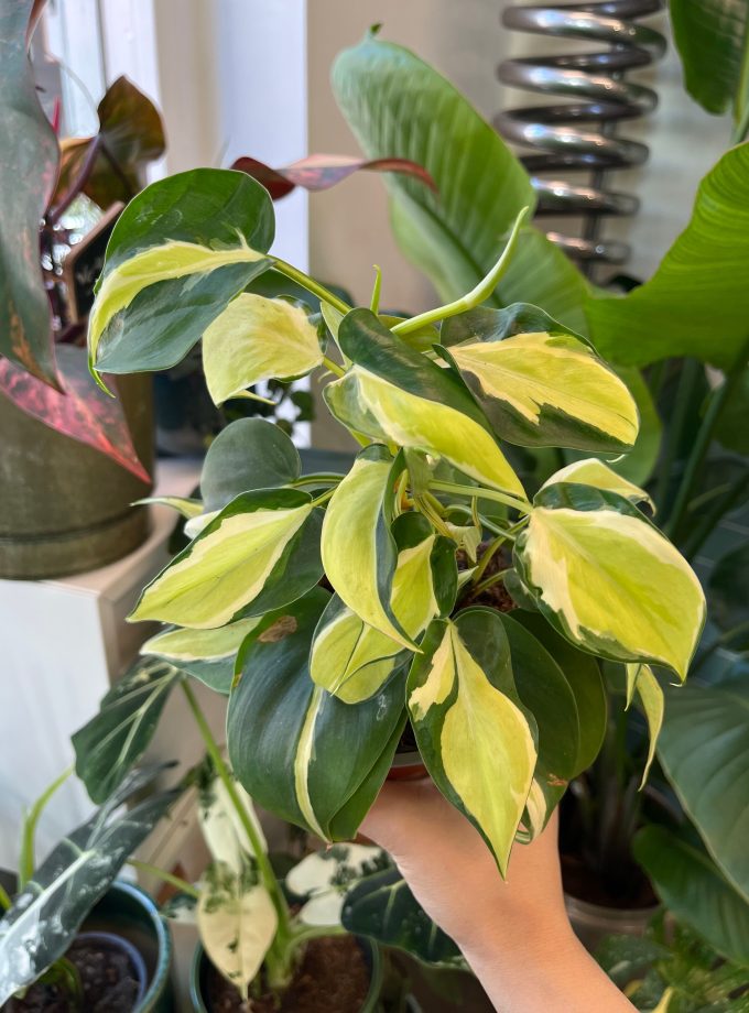 Philodendron Creme Splash
