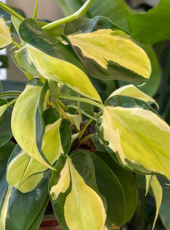 Philodendron Creme Splash