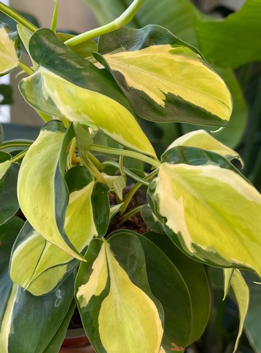 Philodendron Creme Splash