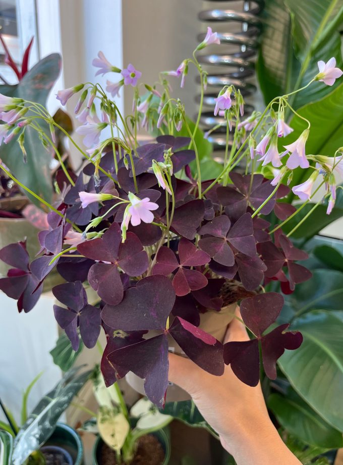 Oxalis Triangularis
