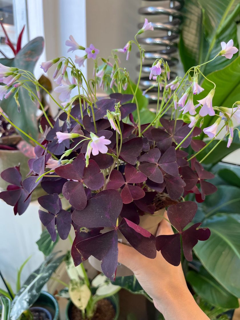 Oxalis Triangularis