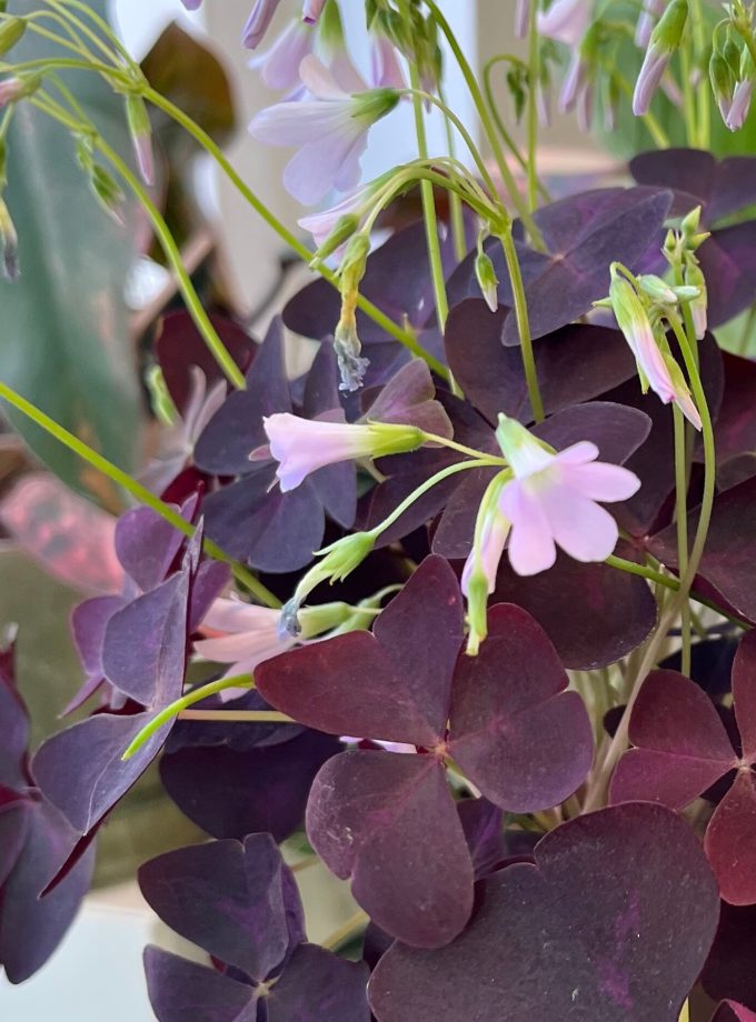 Oxalis Triangularis