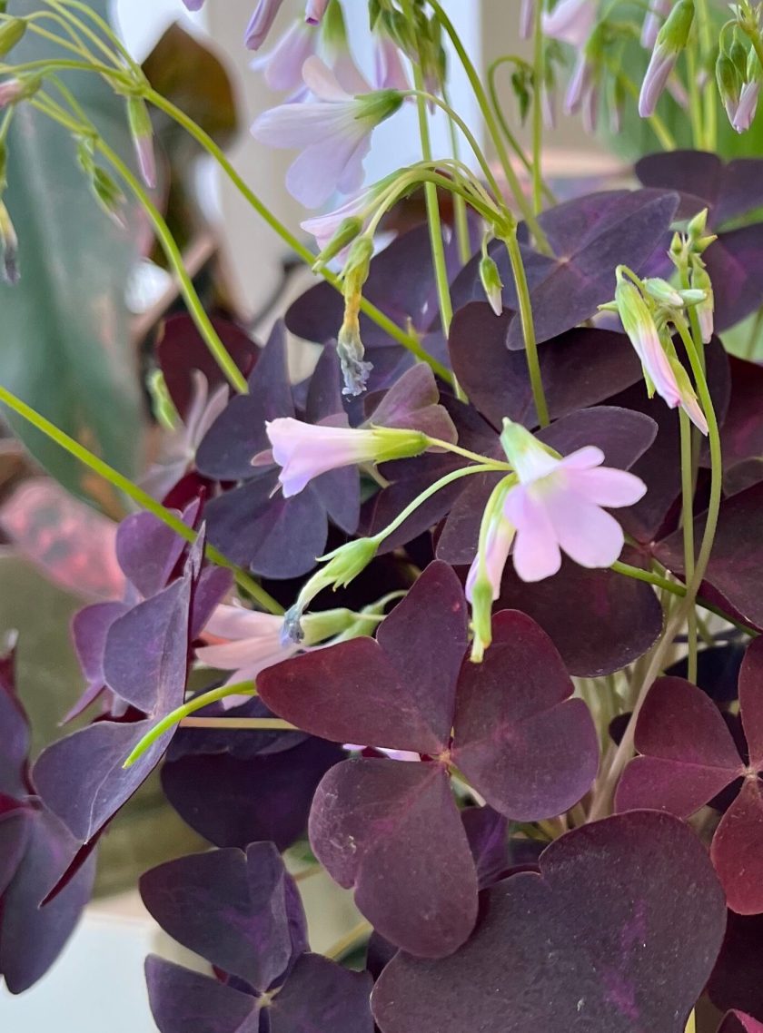 Oxalis Triangularis