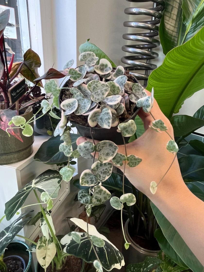 Ceropegia Woodii Variegata
