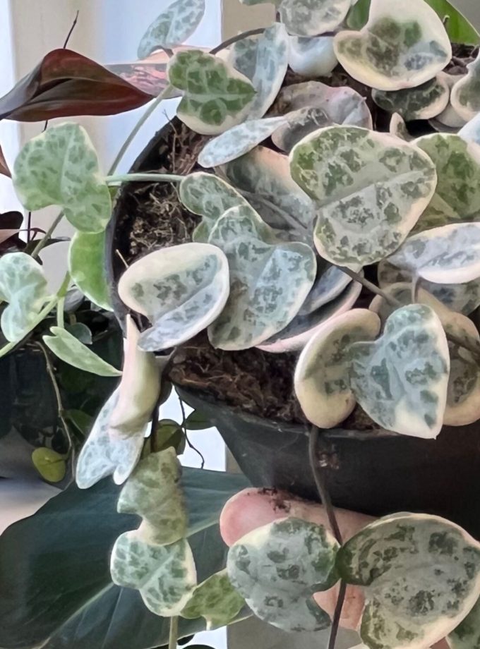 Ceropegia Woodii Variegata