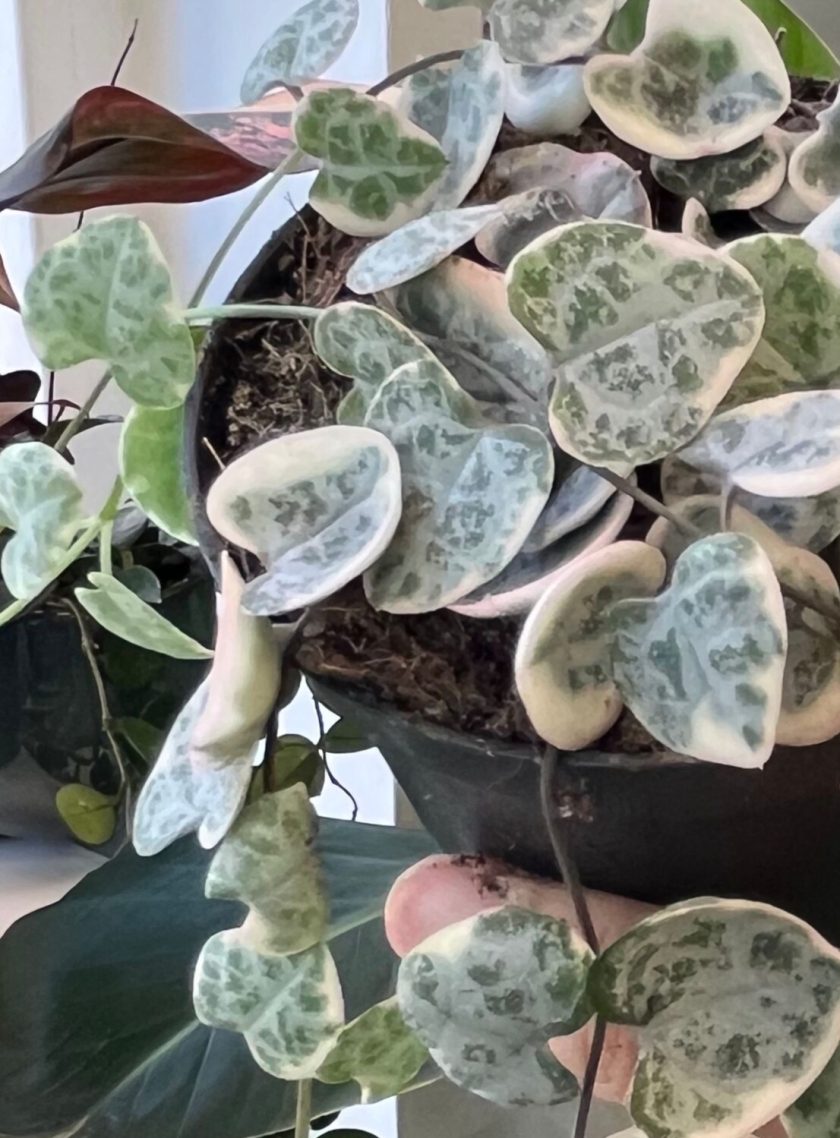 Ceropegia Woodii Variegata