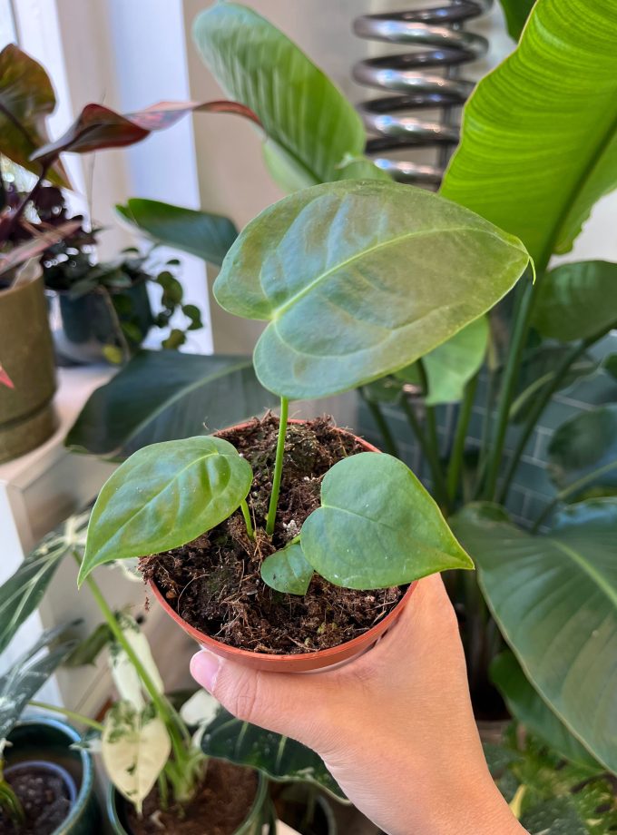 Anthurium Veitchii