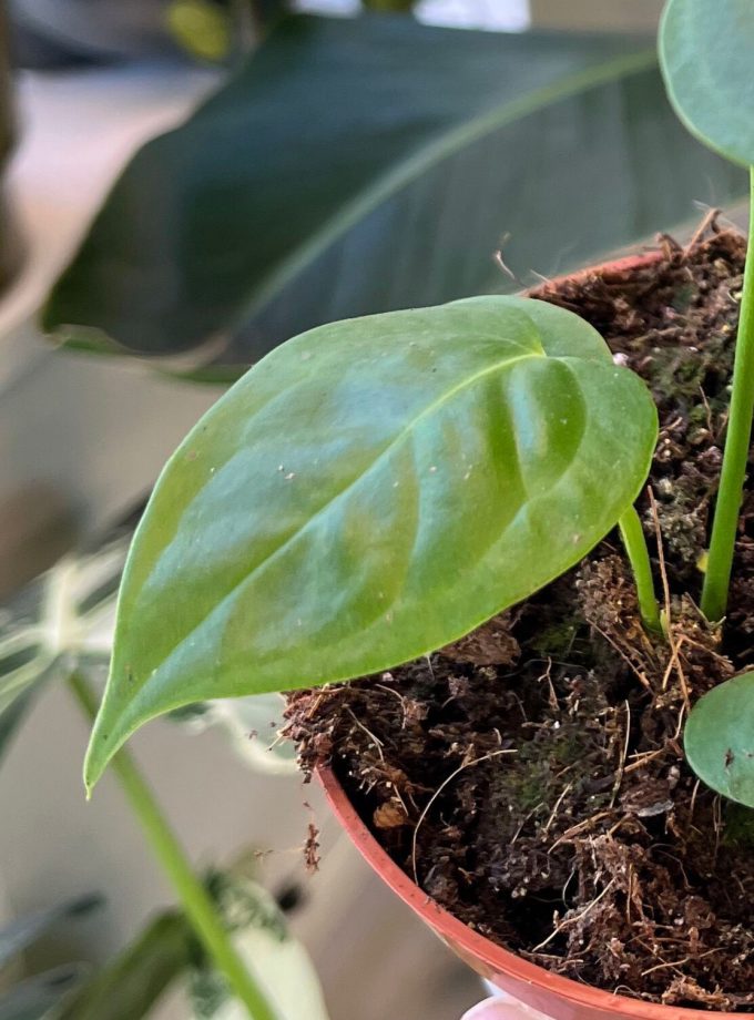 Anthurium Veitchii