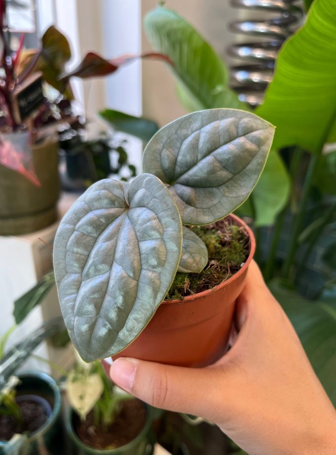 Anthurium Luxurians