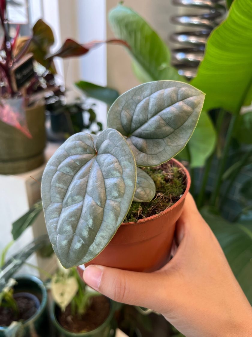 Anthurium Luxurians