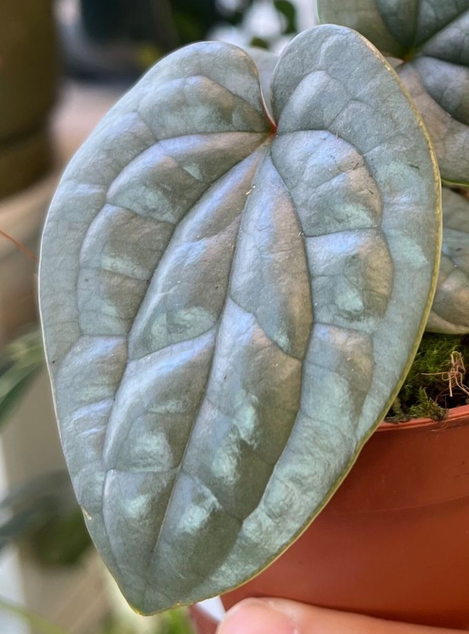 Anthurium Luxurians