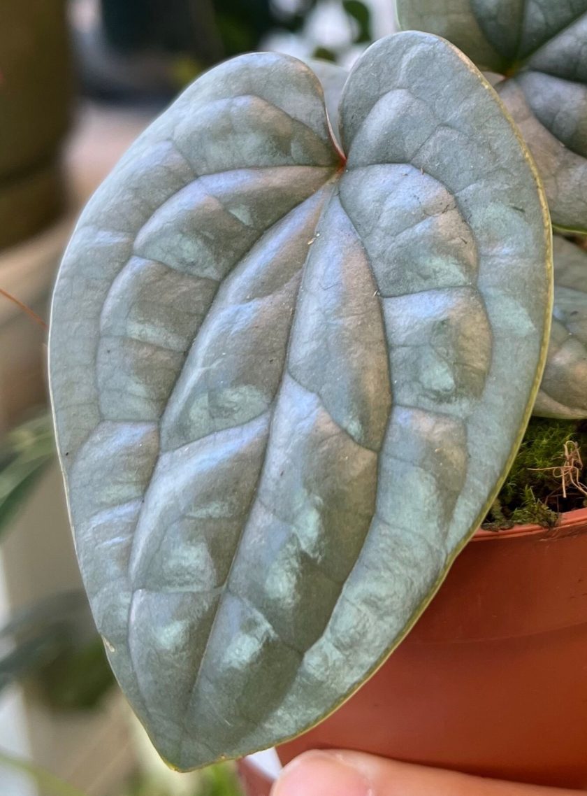 Anthurium Luxurians