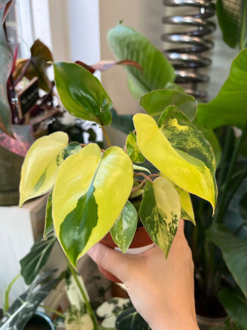 Philodendron Burle Marx Variegata