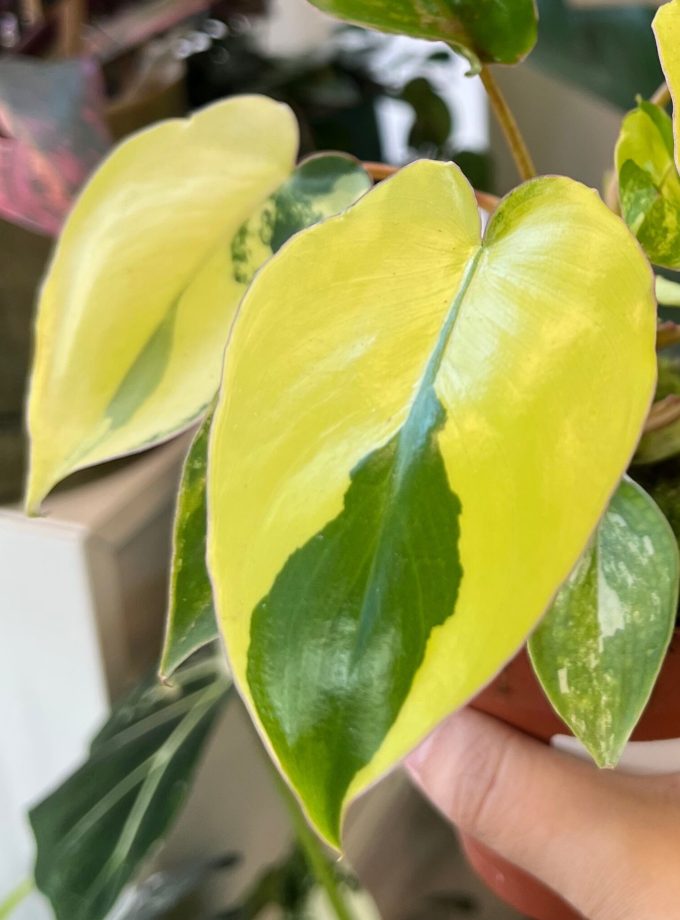 Philodendron Burle Marx Variegata