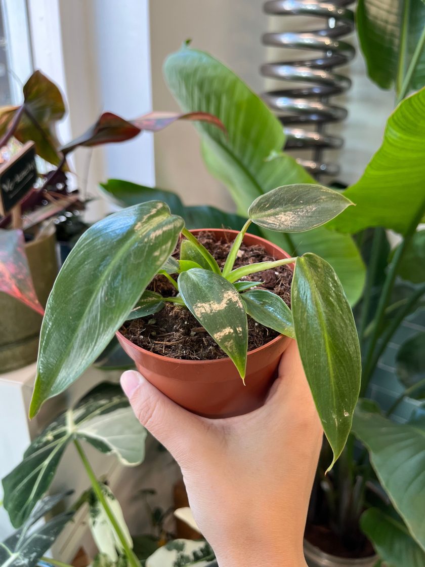 Philodendron Spiritus Sancti