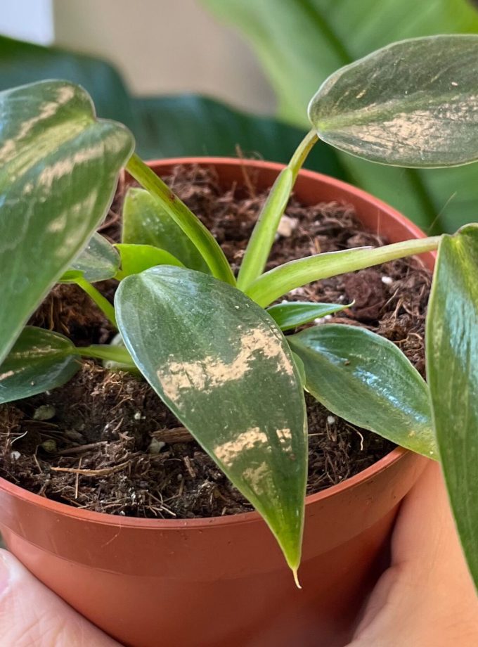 Philodendron Spiritus Sancti