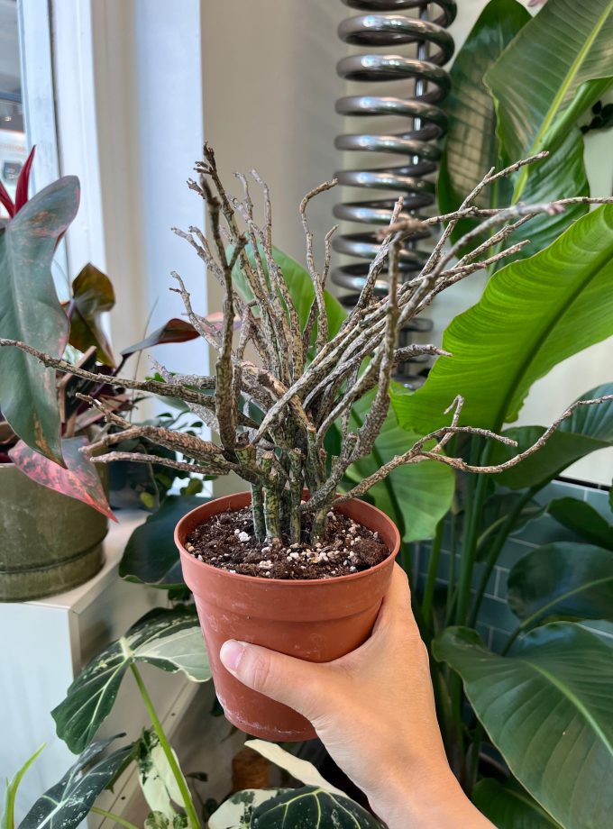 Euphorbia Platyclada
