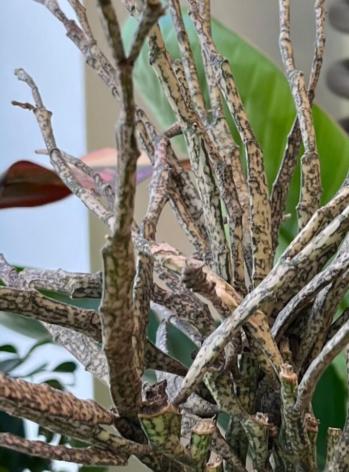 Euphorbia Platyclada